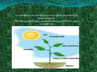 Las plantas son los únicos seres vivos capaces de producir supropio alimento.Para ello necesitan agua, sustancias que hay en la tierra , aire yla luz del Sol 