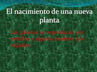 El nacimiento de una nueva plantaLas plantas se reproducen por semillas y algunas también por esquejes