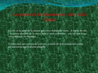 Las partes de las plantas son : raíz , tallo y hojasLa raíz es la parte de la planta que crece debajo del suelo . A través de ella , la planta absorbe de la tierra agua y sales minerales , con las que luego van a elaborar su alimento. El tallo crece por encima de la tierra y a través de él se transportan todas las sustancias que la planta absorbe 