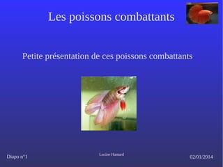 Les poissons combattants
Petite présentation de ces poissons combattants

Diapo n°1

Lucine Hamard

02/01/2014

 
