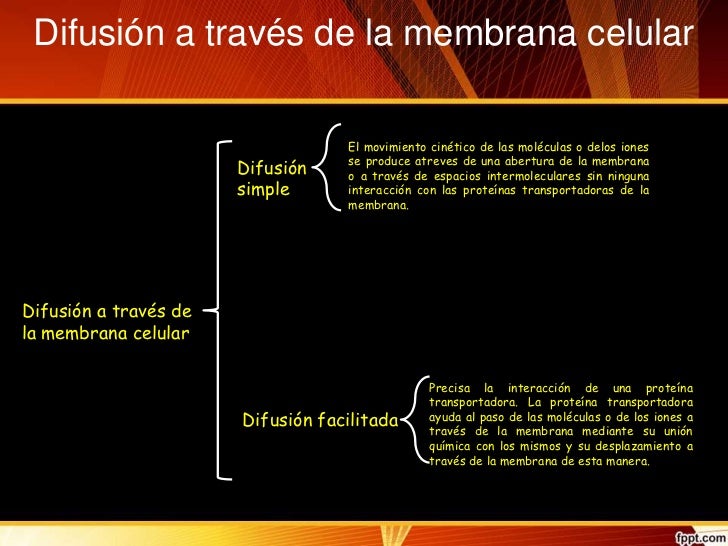 membrana celular