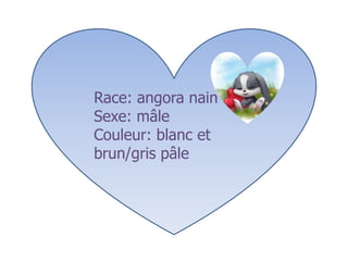 Race: angora nain bélier
Sexe: mâle
Couleur: blanc et
brun/gris pâle
 