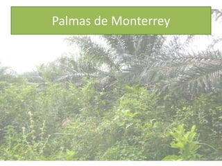 Palmas de Monterrey
 