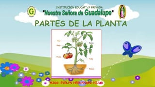 MISS: EVELYN HERNÁNDEZ HIJAR
INSTITUCIÓN EDUCATIVA PRIVADA
PARTES DE LA PLANTA
 