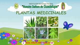 MISS: EVELYN HERNÁNDEZ HIJAR
INSTITUCIÓN EDUCATIVA PRIVADA
PLANTAS MEDICINALES
 