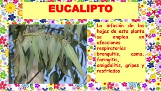 EUCALIPTO
La infusión de las
hojas de esta planta
se emplea en
afecciones
respiratorias
bronquitis, asma,
faringitis,
amigdalitis, gripes y
resfriados
 