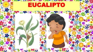 EUCALIPTO
 