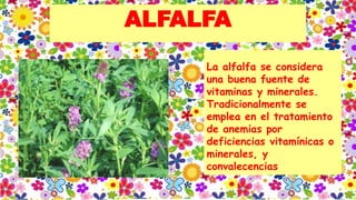 ALFALFA
La alfalfa se considera
una buena fuente de
vitaminas y minerales.
Tradicionalmente se
emplea en el tratamiento
de anemias por
deficiencias vitamínicas o
minerales, y
convalecencias
 