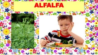 ALFALFA
 