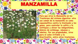 MANZAMILLA
Para que sirve la Manzanilla en los
Trastornos del sistema digestivo: otro
uso común de la manzanilla es como
espasmolítico contra la hinchazón y los
gases, para controlar la colitis y la
estitiquez y aliviar las indigestiones,
dolores de estómago, náuseas y
vómitos. Por sus propiedades, sirve
para el colon irritable y la
diverticulitis, entre otros trastornos.
 