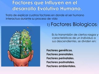 Trata de explicar cuatros factores en donde el ser humano
interactua durante su proceso de vida
1) Factores Biologicos:
Es la transmisiòn de ciertos rasgos y
caracterìsticas de un individuo a
sus descendientes, se dividen en:
Factores genéticos.
Factores prenatales.
Factores perinatales.
Factores postnatales.
Factores ambientales.
 