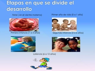 Fetal ( en el vientre materno)
Primera infancia (1 a 3 años)
Primer año de vida (0 a 1 año)
Segunda infancia (3 a 6 años)
Latencia (6 a 12 años)
 