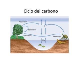 Ciclo del carbono
 