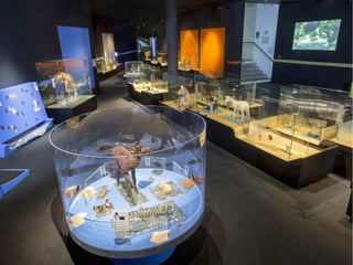 Diaporama Exposition itinérante Bébés animaux