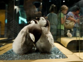 Diaporama Exposition itinérante Bébés animaux