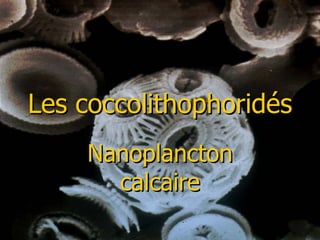 Les coccolithophoridés Nanoplancton calcaire 