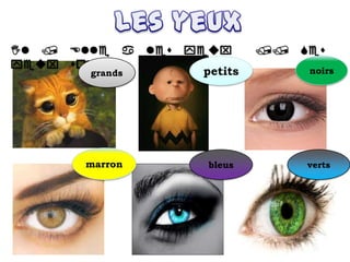 ayx
yx noirspetitsgrands
marron bleus verts
 