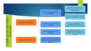 ClasificacióndelTejido
Muscular
Tejido muscular estriado
Tejido muscular estriado
esquelético
Músculo que se fija a los
huesos (al esqueleto axial y
apendicular)
Músculo esquelético del ojo
(músculos extrínsecos del ojo)
Tejido muscular estriado
visceral
En lengua, faringe, porción
lumbar del diafragma y
segmento superior del esófago
Tejido muscular estriado
cardíaco
En la pared del corazón y en la
desembocadura de las
grandes venas que llegan al
corazón
Tejido muscular liso
Vísceras, sistema vascular,
músculos erectores del pelo en
la piel y músculos intrínsecos
del ojo
 
