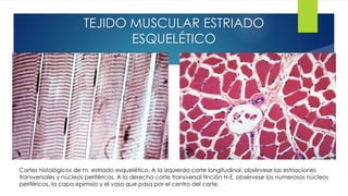 TEJIDO MUSCULAR ESTRIADO
ESQUELÉTICO
Cortes histológicos de m. estriado esquelético. A la izquierda corte longitudinal, obsérvese las estriaciones
transversales y núcleos periféricos. A la derecha corte transversal tinción H-E, obsérvese los numerosos núcleos
periféricos, la capa epimisio y el vaso que pasa por el centro del corte.
 