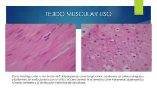 TEJIDO MUSCULAR LISO
Corte histológico de m. liso tinción H-E. A la izquierda corte longitudinal , obsérvese las células alargadas
y fusiformes, sin estriaciones y con un único núcleo central. A la derecha corte transversal, obsérvese los
núcleos centrales y la distribución individual de las células.
 