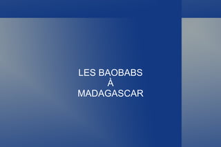 LES BAOBABS À MADAGASCAR 