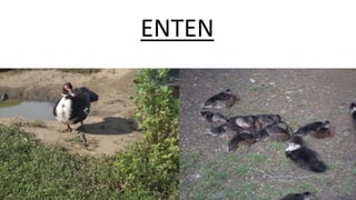 ENTEN
 