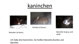kaninchen
Ich habe drei Kaninchen. Sie heißen Noisette,Dumbo und
Barrette.
Noisette ist braun.
Dumbo ist braun.
Barrette ist grau und
weiß.
 