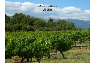 Mont Ventoux
  23 Km
 