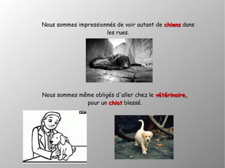 Nous sommes impressionnés de voir autant de chienschiens dans
les rues.
Nous sommes même obligés d'aller chez le vétérinaire,vétérinaire,
pour un chiotchiot blessé.
 