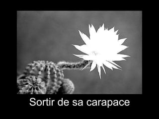 Sortir de sa carapace

 