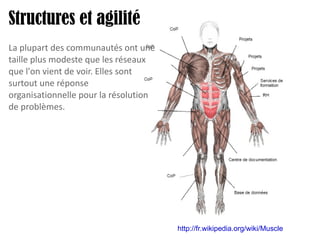 http://fr.wikipedia.org/wiki/Muscle   Structures et agilité La plupart des communautés ont une taille plus modeste que les réseaux que l'on vient de voir. Elles sont surtout une réponse organisationnelle pour la résolution de problèmes. 