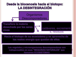 Organismos
               Descomponedores
Transfiere la materia
desechada por los seres
                                cadáveres, excremento
vivos
                                     s, residuos
Hacia el biotopo de su ecosistema y se aprovecha de
       los restos energía que quedan de ellos


   Los vegetales y microorganismos descomponedores son
    indispensables en esas “MAQUINAS NATURALES” que
                   llamamos ECOSISTEMAS
 