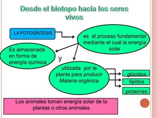 LA FOTOSÍNTESIS
                               es el proceso fundamental
                               mediante el cual la energía
Es almacenada                             solar
en forma de
                     y
energía química
                       utilizada por la
                    planta para producir         glúcidos
                      Materia orgánica            lípidos
                                                 proteínas
  Los animales toman energía solar de la
         plantas o otros animales
 
