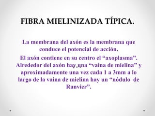 FIBRA MIELINIZADA TÍPICA.
La membrana del axón es la membrana que
conduce el potencial de acción.
El axón contiene en su centro el “axoplasma”.
Alrededor del axón hay una “vaina de mielina” y
aproximadamente una vez cada 1 a 3mm a lo
largo de la vaina de mielina hay un “nódulo de
Ranvier”.
 
