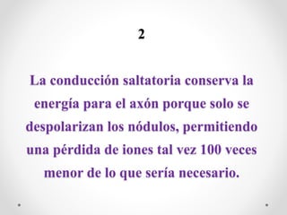 2
La conducción saltatoria conserva la
energía para el axón porque solo se
despolarizan los nódulos, permitiendo
una pérdida de iones tal vez 100 veces
menor de lo que sería necesario.
 