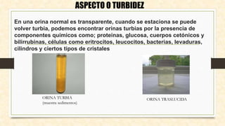 En una orina normal es transparente, cuando se estaciona se puede
volver turbia, podemos encontrar orinas turbias por la presencia de
componentes químicos como; proteínas, glucosa, cuerpos cetónicos y
bilirrubinas, células como eritrocitos, leucocitos, bacterias, levaduras,
cilindros y ciertos tipos de cristales
ASPECTO O TURBIDEZ
ORINA TURBIA
(muestra sedimentos)
ORINA TRASLUCIDA
 