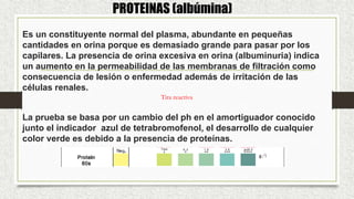 Es un constituyente normal del plasma, abundante en pequeñas
cantidades en orina porque es demasiado grande para pasar por los
capilares. La presencia de orina excesiva en orina (albuminuria) indica
un aumento en la permeabilidad de las membranas de filtración como
consecuencia de lesión o enfermedad además de irritación de las
células renales.
La prueba se basa por un cambio del ph en el amortiguador conocido
junto el indicador azul de tetrabromofenol, el desarrollo de cualquier
color verde es debido a la presencia de proteínas.
PROTEINAS (albúmina)
Tira reactiva
 