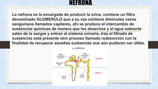 NEFRONA
La nefrona es la encargada de producir la orina, contiene un filtro
denominado GLOMERULO que a su vez contiene diminutos vasos
sanguíneos llamados capilares, ahí se produce el intercambio de
sustancias químicas de manera que los desechos y el agua sobrante
salen de la sangre y entran al sistema urinario, tras el filtrado de
sustancias está presente otro proceso llamado reabsorción con la
finalidad de recuperar aquellas sustancias que aún pudieran ser útiles.
 