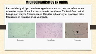 La cantidad y el tipo de microorganismos varían con las infecciones
urinarias específicas. La bacteria más común es Escherichea coli, el
hongo con mayor frecuencia es Candida albicans y el protozoo más
frecuente en Trichomonas vaginalis.
MICROORGANISMOS EN ORINA
Bacterias Protozoos
Levaduras
 