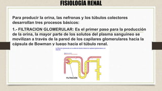 FISIOLOGÍA RENAL
Para producir la orina, las nefronas y los túbulos colectores
desarrollan tres procesos básicos:
1.- FILTRACION GLOMERULAR: Es el primer paso para la producción
de la orina, la mayor parte de los solutos del plasma sanguíneo se
movilizan a través de la pared de los capilares glomerulares hacia la
cápsula de Bowman y luego hacía el túbulo renal.
 