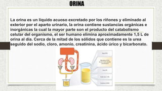 ORINA
La orina es un líquido acuoso excretado por los riñones y eliminado al
exterior por el aparto urinario, la orina contiene sustancias orgánicas e
inorgánicas la cual la mayor parte son el producto del catabolismo
celular del organismo, el ser humano elimina aproximadamente 1,5 L de
orina al día. Cerca de la mitad de los sólidos que contiene es la urea
seguido del sodio, cloro, amonio, creatinina, ácido úrico y bicarbonato.
 