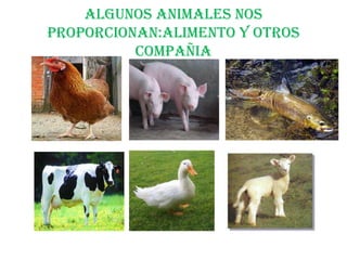 ALGUNOS ANIMALES NOS
PROPORCIONAN:ALIMENTO Y OTROS
COMPAÑIA

 