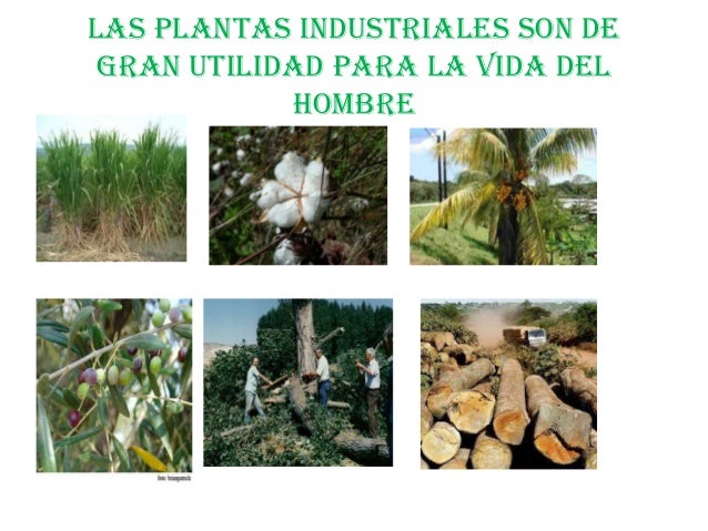 Si influye la crema agria sobre la potencia de hombre