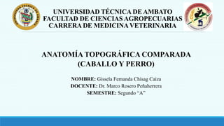 UNIVERSIDAD TÉCNICA DE AMBATO
FACULTAD DE CIENCIAS AGROPECUARIAS
CARRERA DE MEDICINAVETERINARIA
ANATOMÍA TOPOGRÁFICA COMPARADA
(CABALLO Y PERRO)
NOMBRE: Gissela Fernanda Chisag Caiza
DOCENTE: Dr. Marco Rosero Peñaherrera
SEMESTRE: Segundo “A”
 