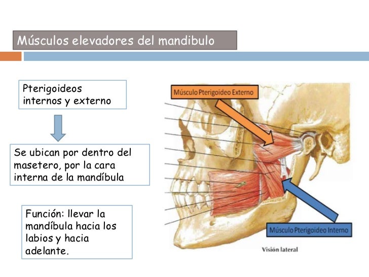 ARTICULACIÓN TEMPOROMANDIBULAR ARTICULACIÓN TEMPOROMANDIBULAR