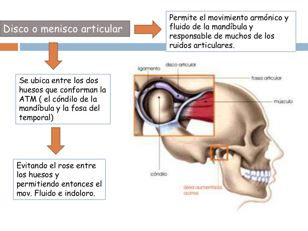 ARTICULACIÓN TEMPOROMANDIBULAR ARTICULACIÓN TEMPOROMANDIBULAR