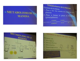 Diapositivas Bioquimica II segmento, VII. Metabolismo de la Manosa