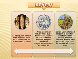 El maíz puede también
estar infestado antes
de la recolección por
especies de penicillum
Arroz, Durante el
cultivo y hasta que se
descascarilla, el arroz
de Asia suroriental
contiene una gran
cantidad de
hongos, especialmente
Alt. padwickii,
Sorgo. La micoflora del
sorgo en el sureste de
Asia fue bastante
distinta de la que
existe en muchos otros
productos. Asp. flavus
se encontró en un alto
nivel
 