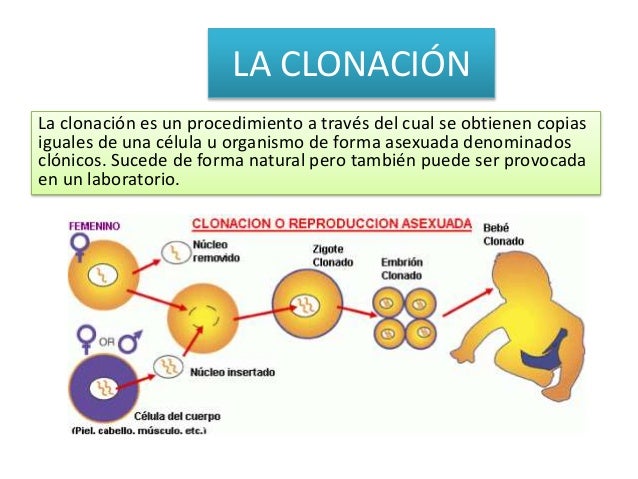 LA CLONACIÓN " facultad de medicina humana Daniel Alcides