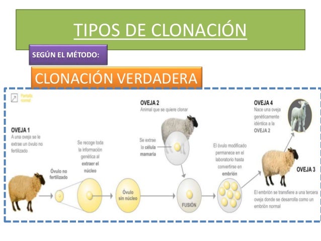 LA CLONACIÓN " facultad de medicina humana Daniel Alcides